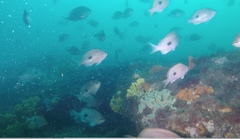 Caesioperca lepidoptera