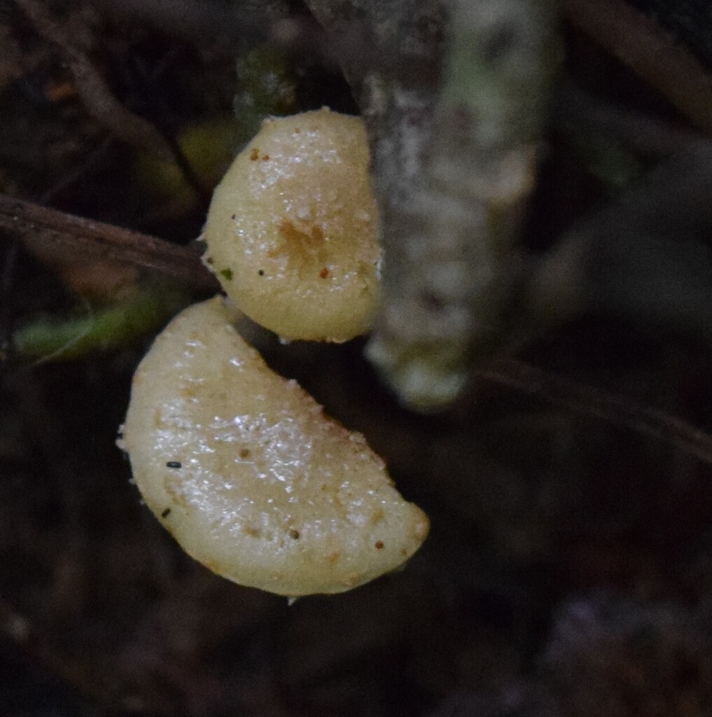 Pholiota subflammans · April 2025 · photo: © davidwhyte (iNaturalist, cc-by-sa)