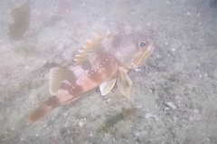 Helicolenus percoides