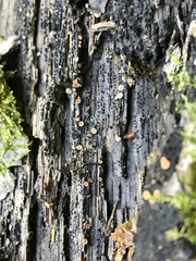 Orbilia luteorubella