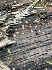 Orbilia luteorubella