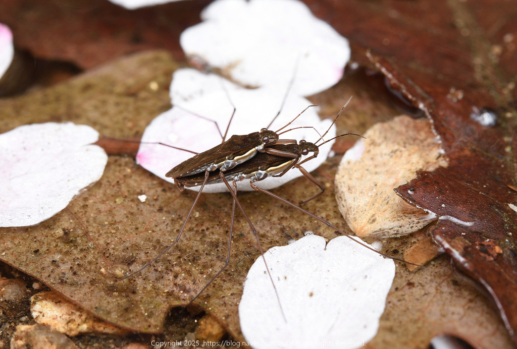 Gerris insularis