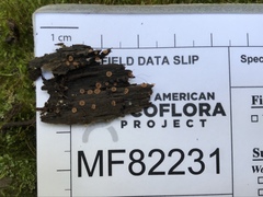 Orbilia luteorubella