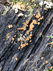 Sphaerosporium lignatile