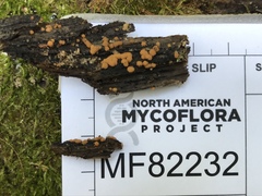 Sphaerosporium lignatile