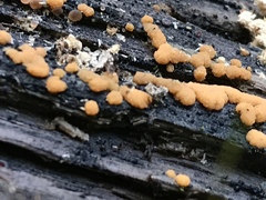 Sphaerosporium lignatile