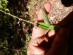 Desmodium obtusum