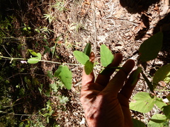 Desmodium obtusum