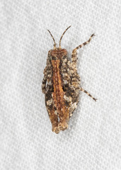 Tetrigoidea