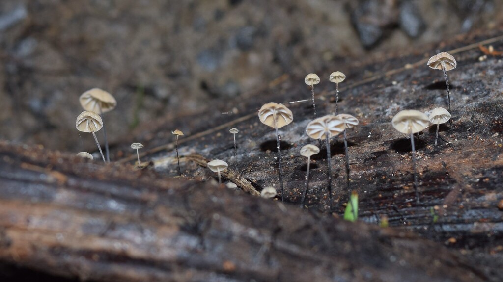 Cryptomarasmius rhopalostylidis · April 2025 · photo: © davidwhyte (iNaturalist, cc-by-sa)