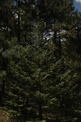 Picea chihuahuana
