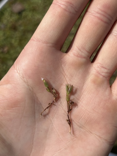 iNaturalist observation photo of bractless hedge-hyssop