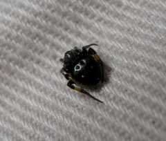 Araneus nox