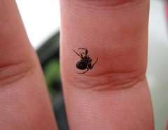 Araneus nox