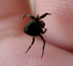 Araneus nox