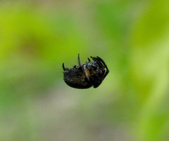 Araneus nox