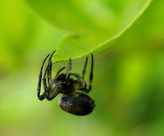 Araneus nox