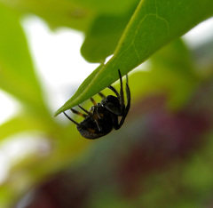 Araneus nox