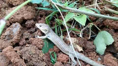 Abronia lythrochila