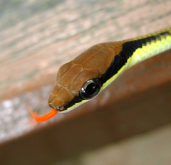 Dendrelaphis striatus