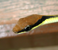 Dendrelaphis striatus