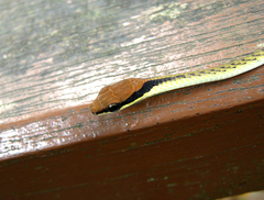 Dendrelaphis striatus