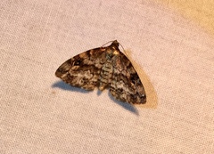 Melanomma auricinctaria