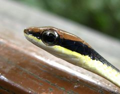 Dendrelaphis striatus