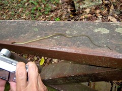Dendrelaphis striatus