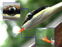 Dendrelaphis striatus