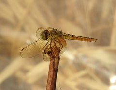 Brachythemis contaminata