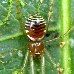 Theridion zonulatum