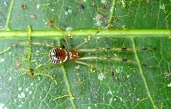 Theridion zonulatum