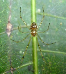 Theridion zonulatum