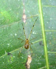 Theridion zonulatum
