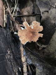 Collybiopsis biformis