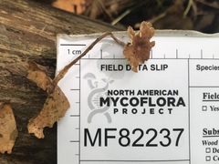 Collybiopsis biformis