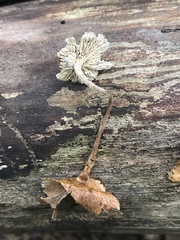 Collybiopsis biformis