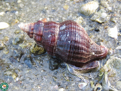 Pleuroploca