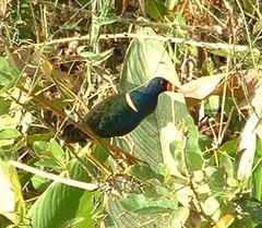 Porphyrio martinica