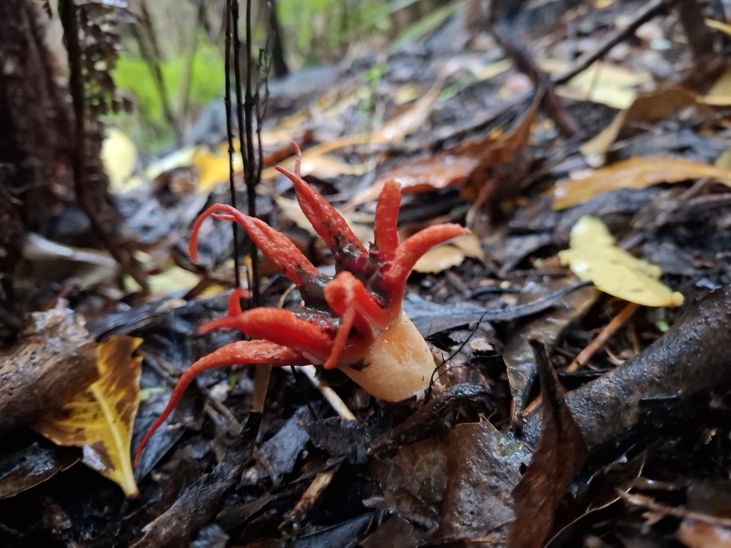 Aseroe rubra · April 2025 · photo: © armillariabianca (iNaturalist, cc0)