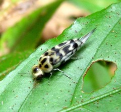 Glipa annulata