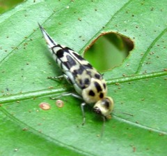 Glipa annulata