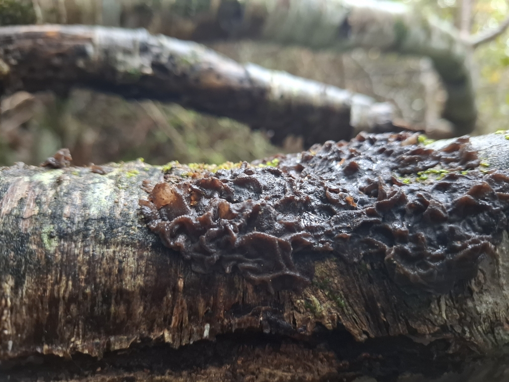 Tremellochaete novozealandica · April 2025 · photo: © armillariabianca (iNaturalist, cc0)
