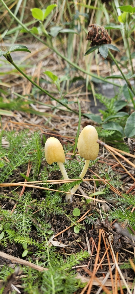 Bolbitius titubans · April 2025 · photo: © shane212 (iNaturalist, cc0)