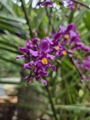 Cyrtochilum edwardii, photograph (c) Frank Dietze, some rights reserved (CC BY)