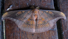 Antheraea celebensis