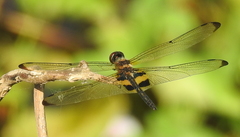 Rhyothemis phyllis snelleni