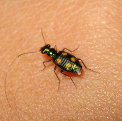 Pericalus