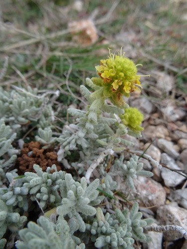 Representative image of Teucrium aureum